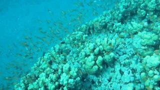 Aqaba, Tala Bay — мурена у пирса: безопасно ли нырять рядом?