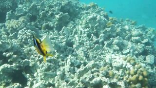 Aqaba, Tala Bay — мурена у пирса: безопасно ли нырять рядом?