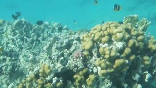 Aqaba, Tala Bay — мурена у пирса: безопасно ли нырять рядом?