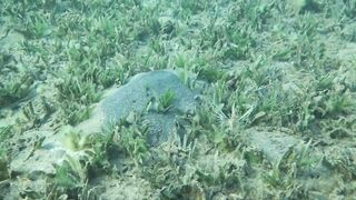 Aqaba, Tala Bay — мурена у пирса: безопасно ли нырять рядом?