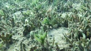 Aqaba, Tala Bay — мурена у пирса: безопасно ли нырять рядом?