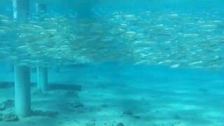 Aqaba, Tala Bay — мурена у пирса: безопасно ли нырять рядом?