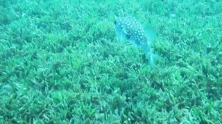 Aqaba, Tala Bay — мурена у пирса: безопасно ли нырять рядом?