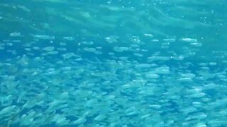 Aqaba, Tala Bay — мурена у пирса: безопасно ли нырять рядом?