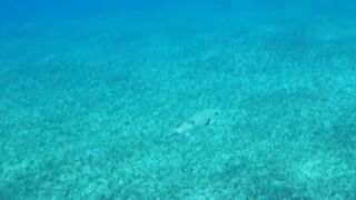 Aqaba, Tala Bay — мурена у пирса: безопасно ли нырять рядом?