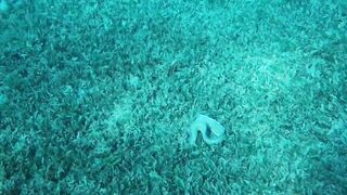 Aqaba, Tala Bay — мурена у пирса: безопасно ли нырять рядом?