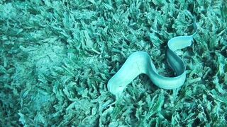 Aqaba, Tala Bay — мурена у пирса: безопасно ли нырять рядом?