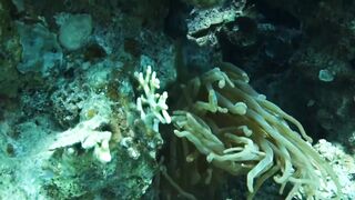 Aqaba, Tala Bay — мурена у пирса: безопасно ли нырять рядом?