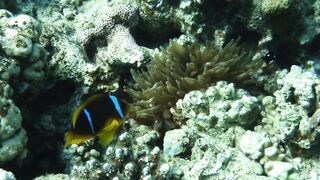 Aqaba, Tala Bay — мурена у пирса: безопасно ли нырять рядом?