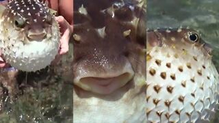 Aqaba — смешная рыба у берега, стоит ли брать снасть детям?