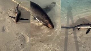 Занзибар — осторожно, акулы: морская рыбалка на свале у пляжа