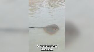 Сейшелы — ловим скатов, это законно и безопасно ли для рыболова?