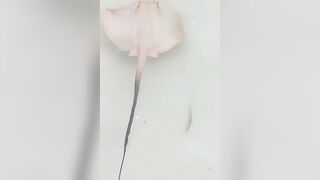 Сейшелы — ловим скатов, это законно и безопасно ли для рыболова?