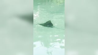 Сейшелы — ловим скатов, это законно и безопасно ли для рыболова?