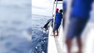 Seychelles Big Game Fishing — марлин и тунец, как выбрать каперано?