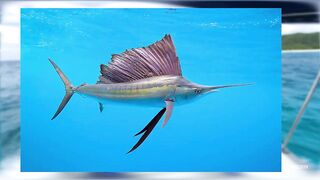 Seychelles Big Game Fishing — марлин и тунец, как выбрать каперано?