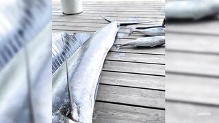 Seychelles Big Game Fishing — марлин и тунец, как выбрать каперано?