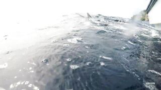 Seychelles Big Game Fishing — марлин и тунец, как выбрать каперано?