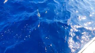 Сейшелы: морская рыбалка на лодке с местными, фильм №2