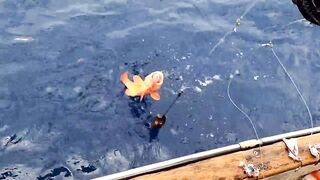 Сейшелы: морская рыбалка на лодке с местными, фильм №2