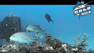 Маврикий — рыбу некуда девать: удачная морская рыбалка с рассвета