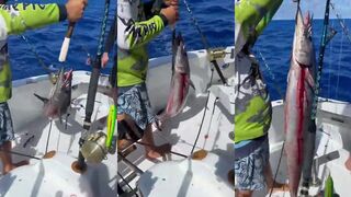 Ваху, какая проводка нужна, чтобы раздразнить хищника?