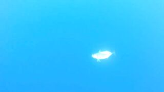 Latchi Trip — Cyprus Spin Masters: как прошла рыбалка в бухте?