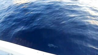 Latchi Trip — Cyprus Spin Masters: как прошла рыбалка в бухте?