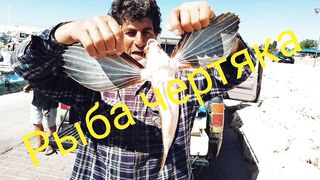 Zygi, Cyprus: покупаем дикую рыбу — как выбрать свежий улов?