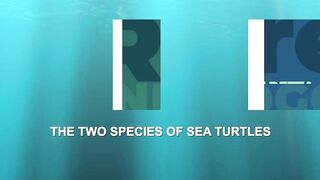 Lara Bay — морские черепахи у Кипра, соседство с рыбалкой допустимо?