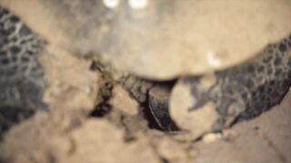 Lara Bay — морские черепахи у Кипра, соседство с рыбалкой допустимо?