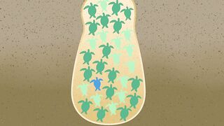 Lara Bay — морские черепахи у Кипра, соседство с рыбалкой допустимо?