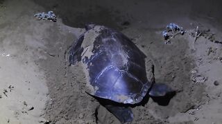 Lara Bay — морские черепахи у Кипра, соседство с рыбалкой допустимо?