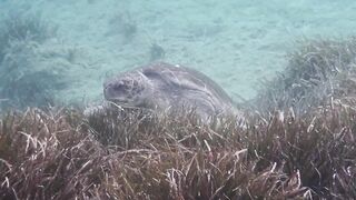 Lara Bay — морские черепахи у Кипра, соседство с рыбалкой допустимо?