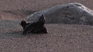 Lara Bay — морские черепахи у Кипра, соседство с рыбалкой допустимо?