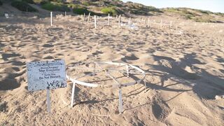 Lara Bay — морские черепахи у Кипра, соседство с рыбалкой допустимо?