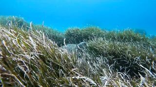 Lara Bay — морские черепахи у Кипра, соседство с рыбалкой допустимо?