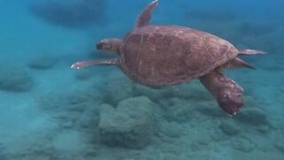 Lara Bay — морские черепахи у Кипра, соседство с рыбалкой допустимо?