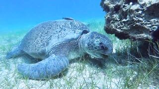 Lara Bay — морские черепахи у Кипра, соседство с рыбалкой допустимо?