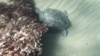 Lara Bay — морские черепахи у Кипра, соседство с рыбалкой допустимо?