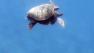 Lara Bay — морские черепахи у Кипра, соседство с рыбалкой допустимо?