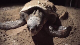 Lara Bay — морские черепахи у Кипра, соседство с рыбалкой допустимо?