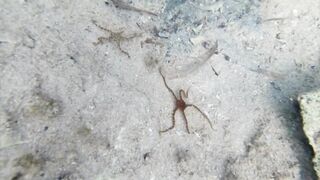 Lara Bay — заповедник черепах, можно ли тут ловить с берега?