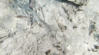 Lara Bay — заповедник черепах, можно ли тут ловить с берега?