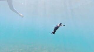 Lara Bay — заповедник черепах, можно ли тут ловить с берега?