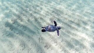 Lara Bay — заповедник черепах, можно ли тут ловить с берега?