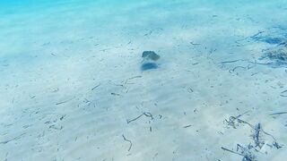 Lara Bay — заповедник черепах, можно ли тут ловить с берега?