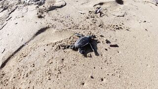 Lara Bay — заповедник черепах, можно ли тут ловить с берега?