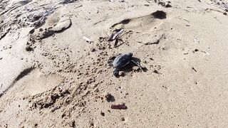 Lara Bay — заповедник черепах, можно ли тут ловить с берега?