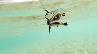 Lara Bay — заповедник черепах, можно ли тут ловить с берега?